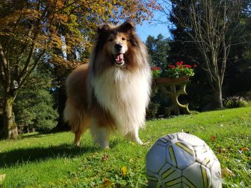Ferienhaus im Wald mit Hund mieten, Alleinlage, Ferienhaus natur