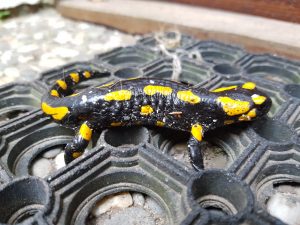 Natur erleben Heimische Tiere im Garten - Tiere beobachten Feuersalamander