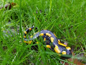 Natur erleben Heimische Tiere im Garten - Tiere beobachten Feuersalamander