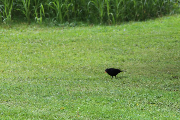 Tiere beobachten Amsel im Garten Ferienhaus Naturliebe