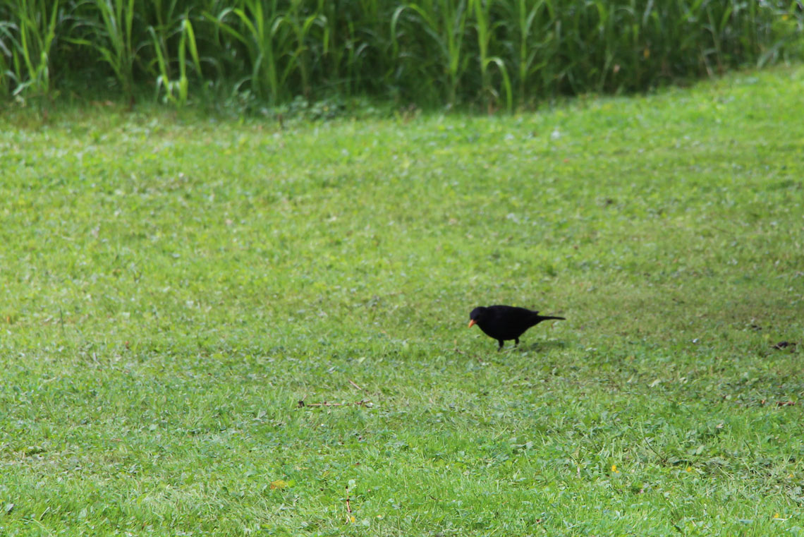 Tiere beobachten Amsel im Garten Ferienhaus Naturliebe