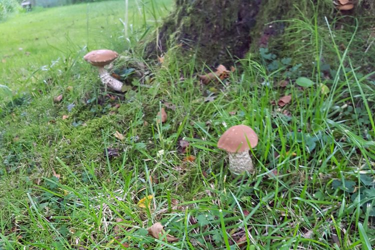 Birkenpilze sammeln im Garten