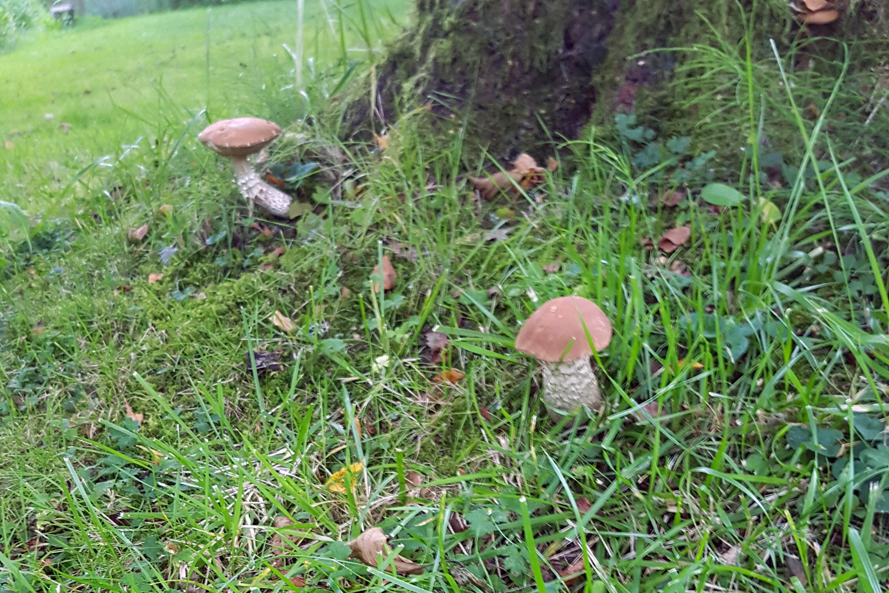 Birkenpilze sammeln im Garten