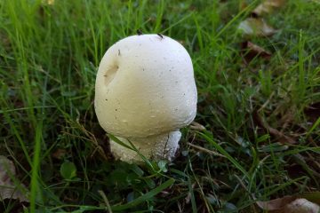 Champignon jung im Ferienhaus Naturliebe