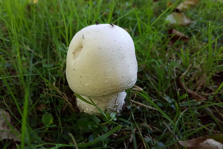 Champignon jung im Ferienhaus Naturliebe