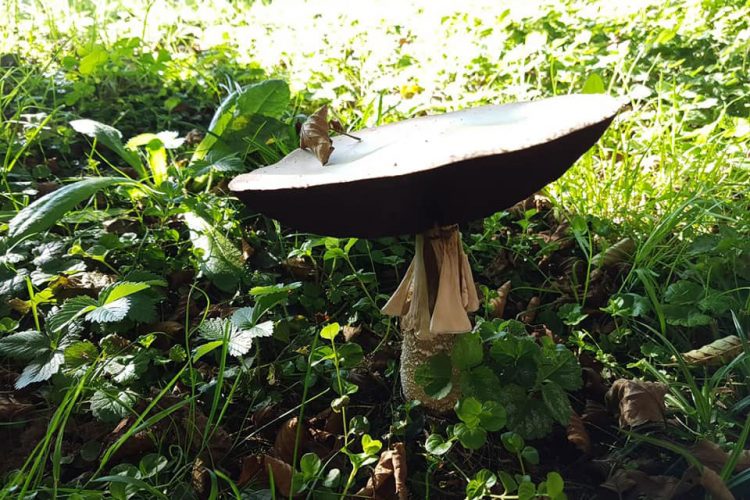 Champignon alt im Ferienhaus Naturliebe