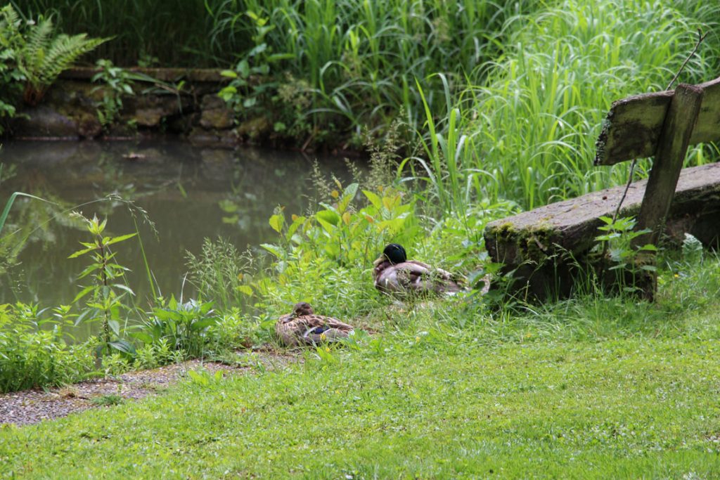 Natur erleben Enten am Teich Ferienhaus Naturliebe