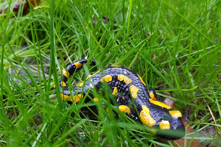 Feuersalamander im Garten von Hoherodskopf Ferienhaus Naturliebe in Laubach Gonterskirchen bei Schotten im Vogelsberg, Hessen, Deutschland