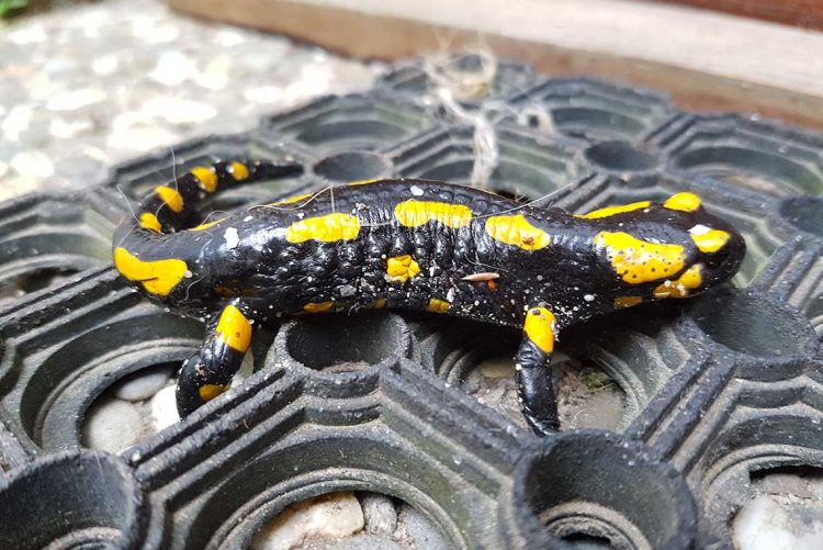 Feuersalamander im Garten von Hoherodskopf Ferienhaus Naturliebe in Laubach Gonterskirchen bei Schotten im Vogelsberg, Hessen, Deutschland