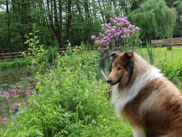 Hund am Teich Urlaub mit Hund im Ferienhaus Naturliebe