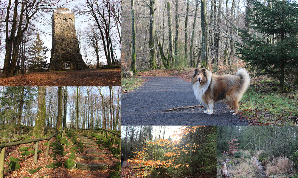 Höhenrundweg Hoherodskopf, Vogelsberg, Hessen  im Vogelsberg Wandern Vogelsberg, Wandern in Hessen, Wanderwege Vogelsberg