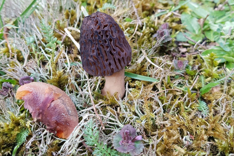 Spitz-Morchel - Morchella elata