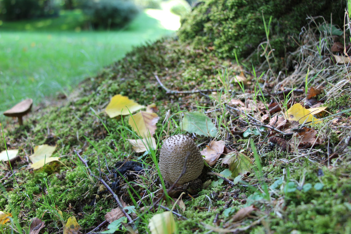 Perlenpilz in Ferienhaus Naturliebe