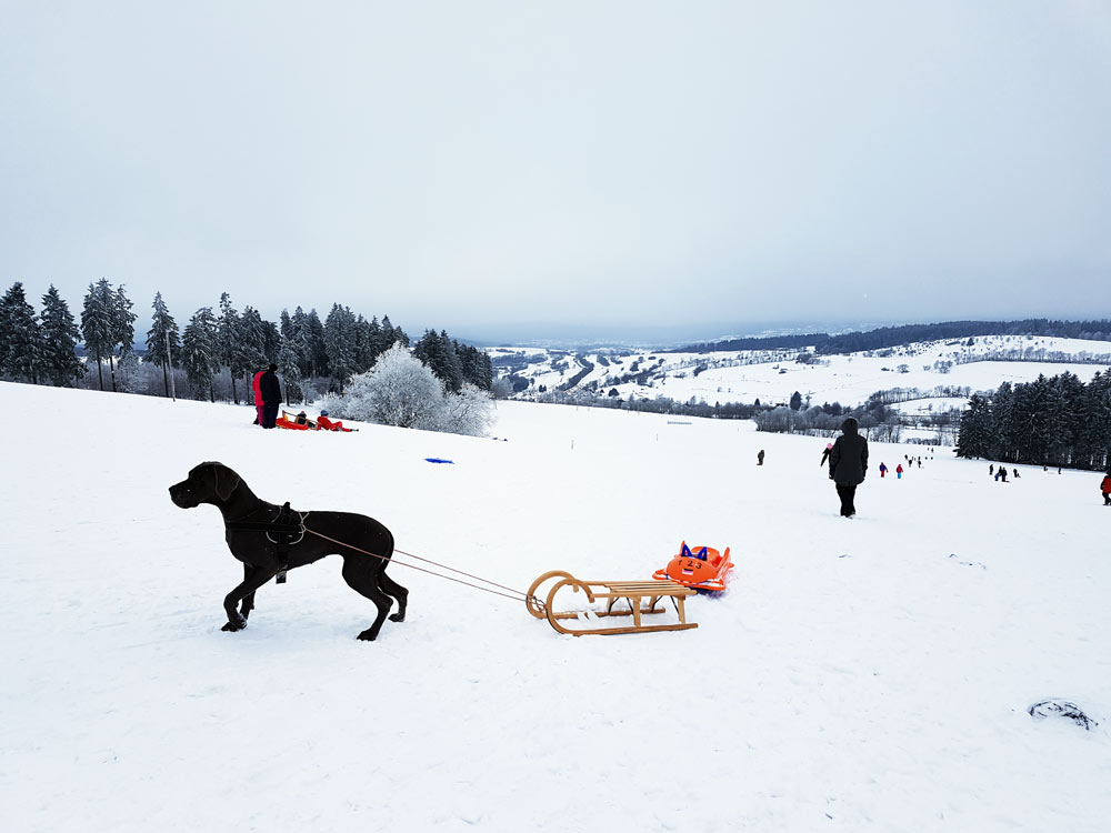 Schlittenfahren und Rodeln auf Hoherodskopf mit Hund Breungeshainer Hang Skigebiet, Ski, Schnee, Skifahren in Vogelsberg, Hessen Deutschland