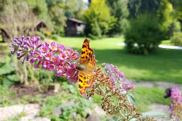Schmetterling Ferienhaus Naturliebe in Laubach Gonterskirchen bei Schotten im Vogelsberg, Hessen, Deutschland