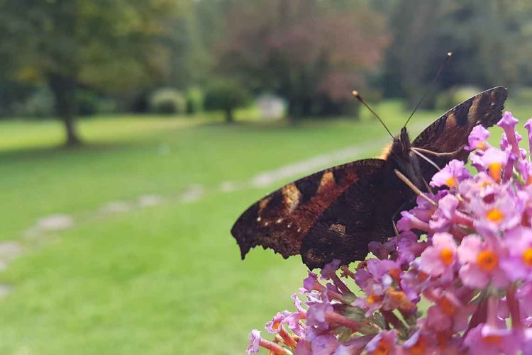 Schmetterling Ferienhaus Naturliebe in Laubach Gonterskirchen bei Schotten im Vogelsberg, Hessen, Deutschland