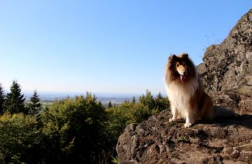 Scotty auf dem Bbilstein Vogelsberg Wanderweg
