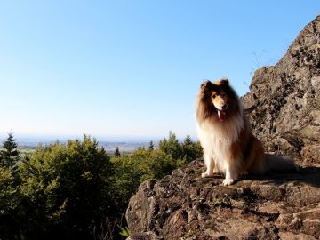 wanderwege im Vogelsberg wandern mit hund