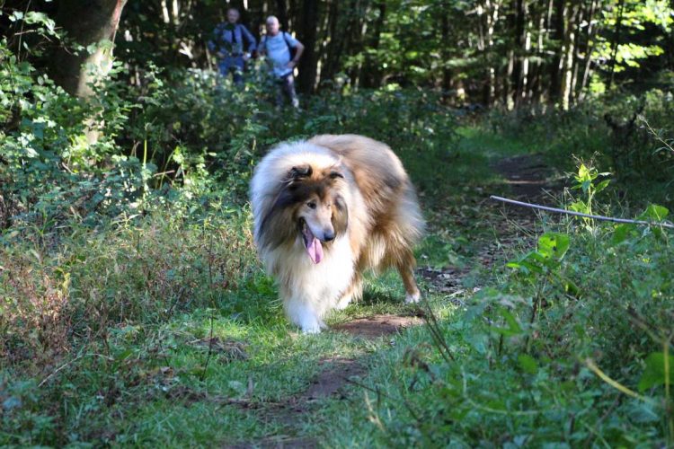 Scotty im Wald bei Gipfeltour Schotten