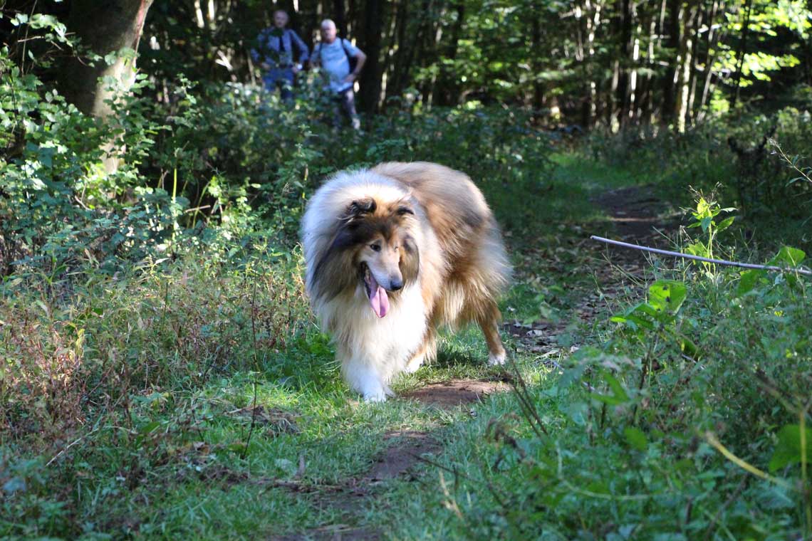 Scotty im Wald bei Gipfeltour Schotten