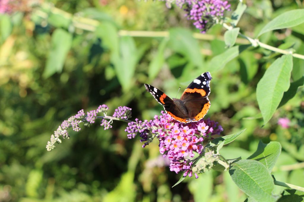 Tiere beobachten Schmetterling Admiral - Natur erleben