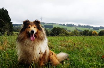 Wandern in Vogelsberg Hoherodskopf