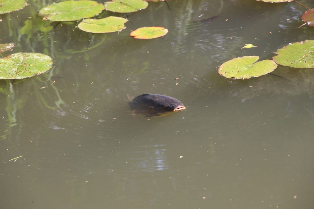 Tiere beobachten im Garten - Karpfen im Teich