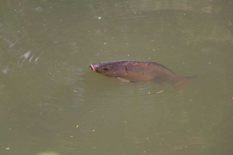 Heimische Tiere im Garten - Karpfen im Teich im Ferienhaus Naturliebe