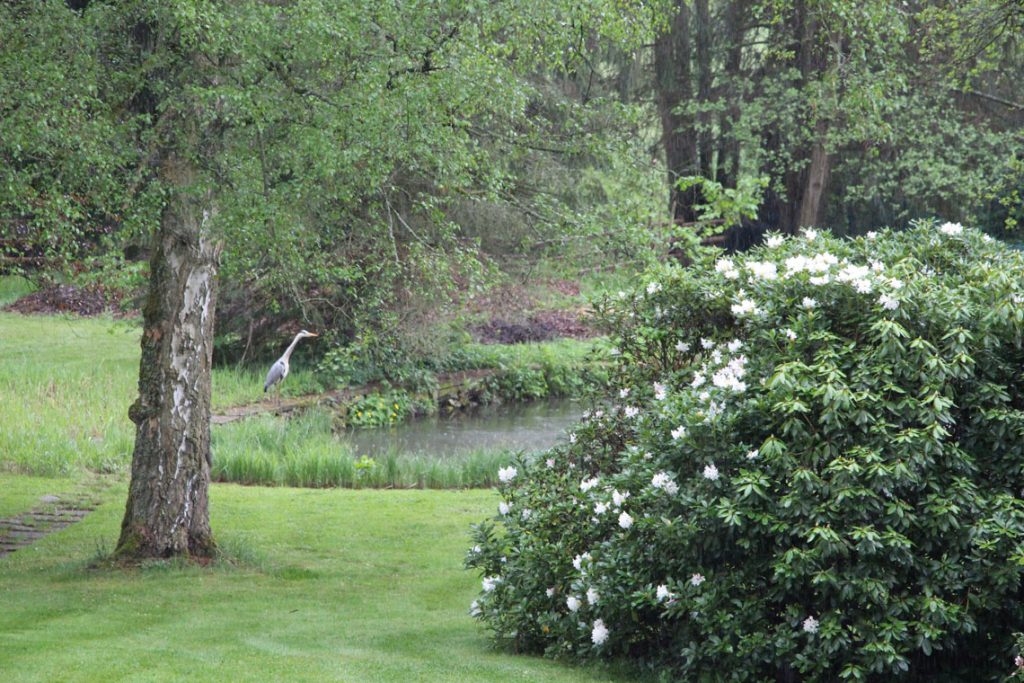 Heimische Tiere im Garten Reiher am Teich im Ferienhaus Naturliebe