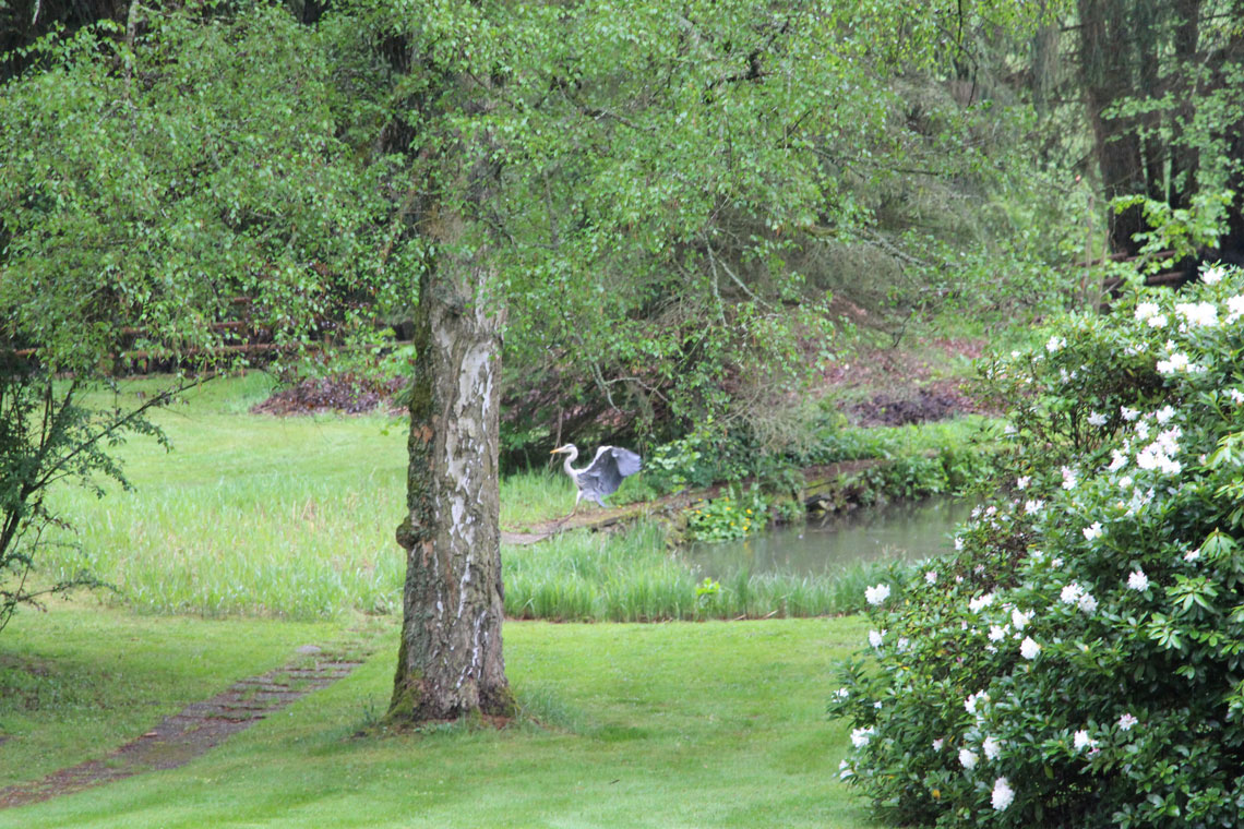 Reiher am Teich im Ferienhaus Naturliebe