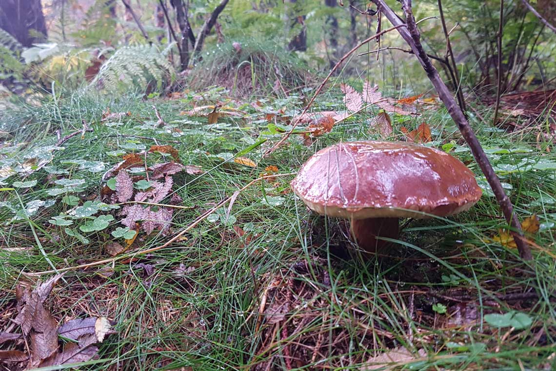 Steinpilz bei Wanderung Gipfeltour Schotten